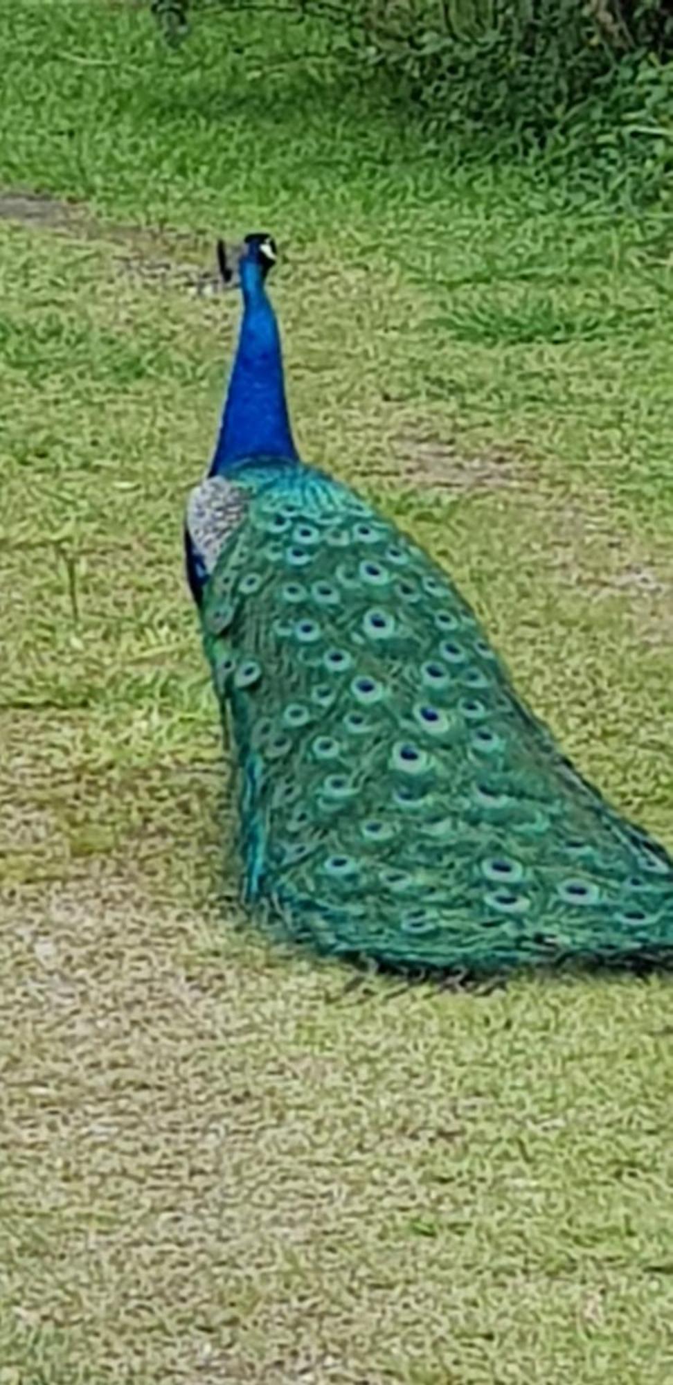 Bela Chacara Villa Suzano Cameră foto
