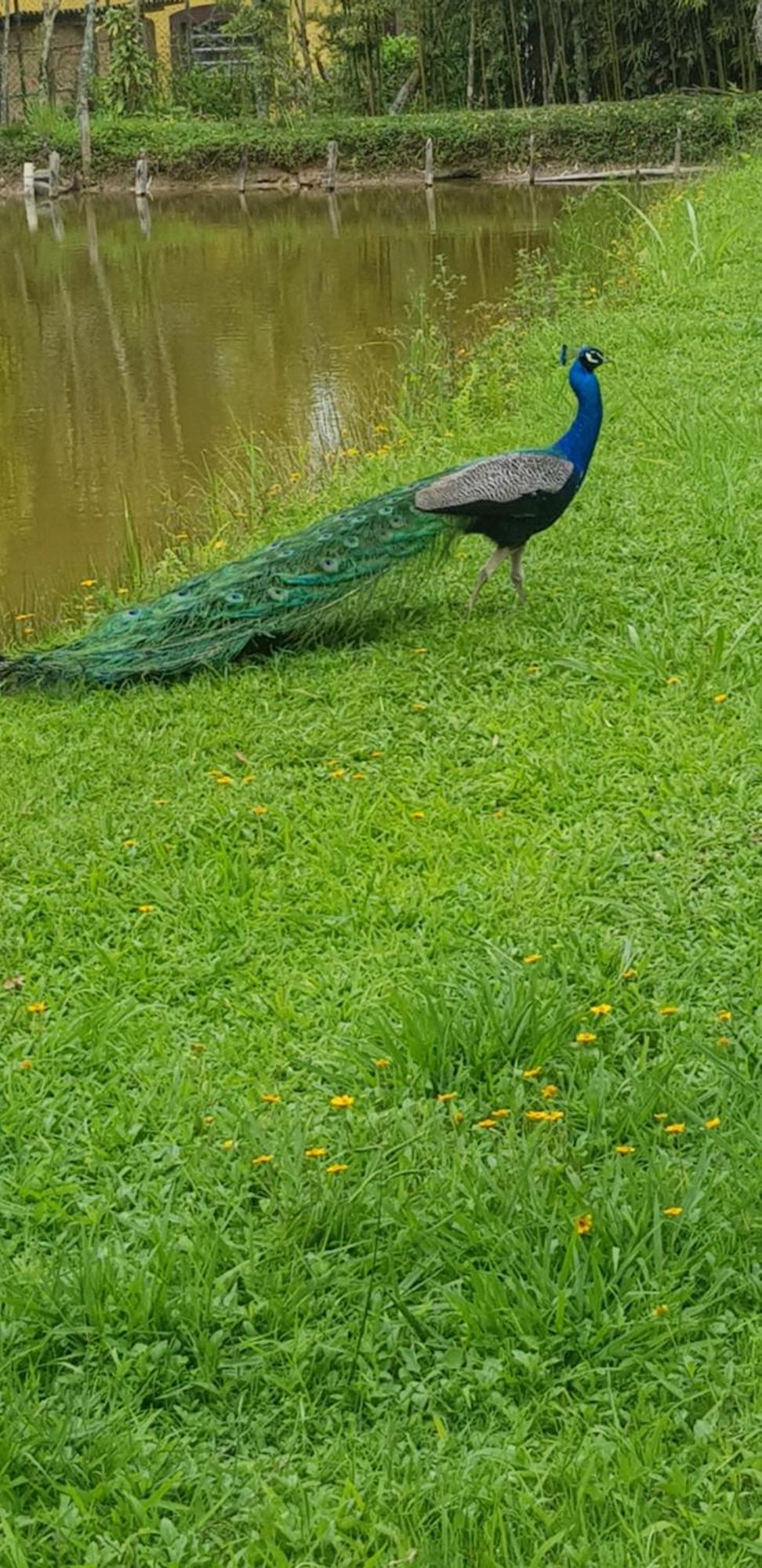 Bela Chacara Villa Suzano Cameră foto